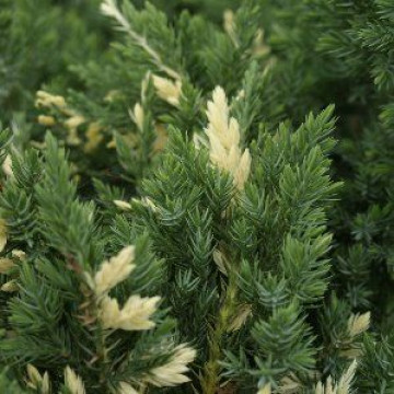 Juniperus Expansa Variegata - Puzava kleka