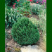 Chamaecyparis Lawsoniana Minima Glauca - Pačempres Minima Glauca