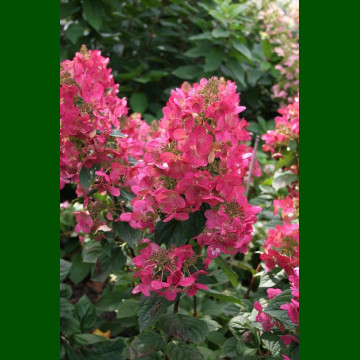 Hydrangea paniculata Magical Flame - Hortenzija Magical Flame