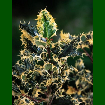 Ilex aquifolium Ferox Argentea - Šarena božikovina Ferox Argentea