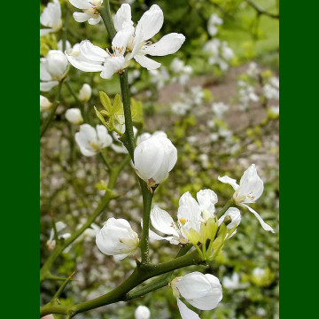 Poncirus trifoliata - Sibirski limun