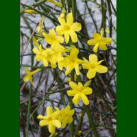 Jasminum nudiflorum - Zimski jasmin