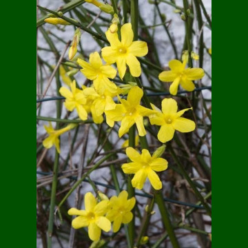 Jasminum nudiflorum - Zimski jasmin