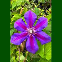 Clematis Mr.N. Thompson - Klematis Mr. N. Thompson