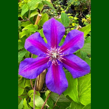 Clematis Mr.N. Thompson - Klematis Mr. N. Thompson