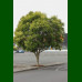 Fraxinus excelsior Nana - Kuglasti jasen Nana