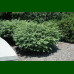 Euonymus alatus Compactus - Patuljasti evonimus