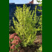 Ligustrum ovalifolium Aureum - Šarenolisna kalina