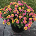 Lantana camara Feston Rose - Lantana Feston Rose