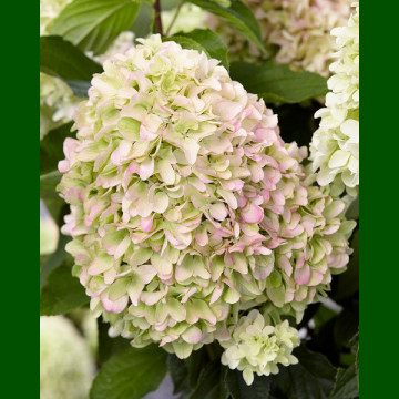 Hydrangea paniculata Little Fresco - Drvenasta hortenzija Little Fresco