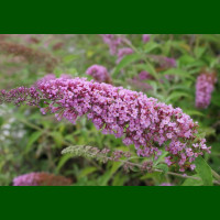 Buddleja davidii Ile de France - Letnji jorgovan Ile de France