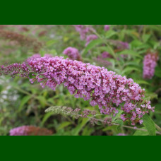 Buddleja davidii Ile de France - Letnji jorgovan Ile de France