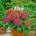 Hydrangea macrophylla Saxon Schloss Wackerbath - Hortenzija Saxon Schloss