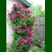 Clematis Niobe - Klematis Niobe