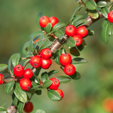 Cotoneaster dammeri Coral Beauty - Polegla dunjarica