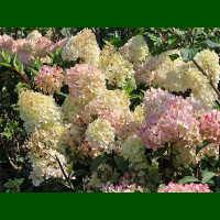 Hydrangea paniculata Petite Flori - Drvenasta hortenzija Petite Flori