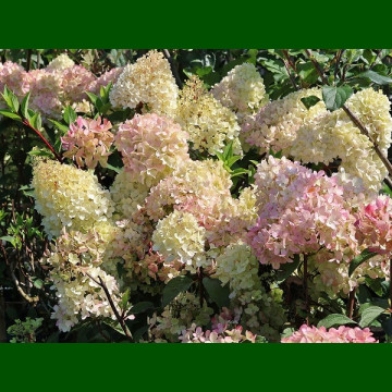 Hydrangea paniculata Petite Flori - Drvenasta hortenzija Petite Flori