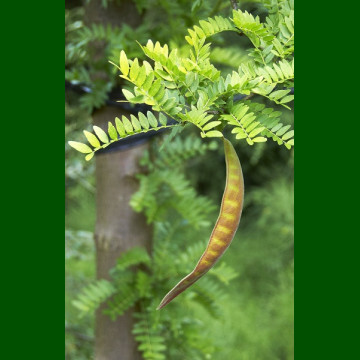 Gleditsia triacanthos - Trnovac drvo