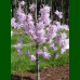 Magnolia stellata Rosea - Zvezdasta magnolija Rosea