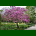 Cercis siliquastrum - Judino drvo