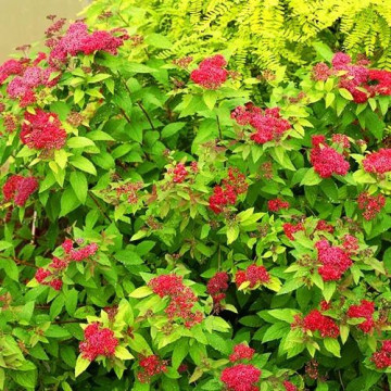 Spirea japonica Darts Red - Japanska spirea Darts Red