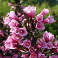 Weigela florida Nana Purpurea - Vejgela Nana Purpurea