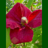 Clematis Rouge Cardinal - Klematis Rouge Cardinal