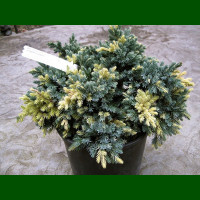 Juniperus squamata Floreant -  Polegla kleka Floreant