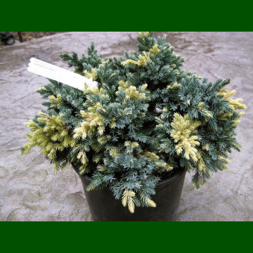 Juniperus squamata Floreant -  Polegla kleka Floreant