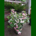 Weigela florida Suzanne - Vejgela Suzanne