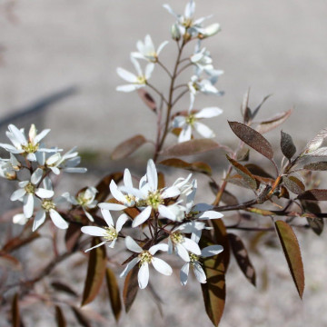 Amelancier lamarckii - Snežna borovnica