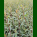 Salix purpurea Nana - Patuljasta vrba