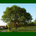 Quercus Petraea - Hrast kitnjak