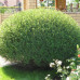 Salix purpurea Nana - Patuljasta vrba