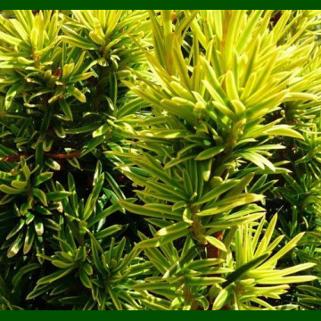 Taxus baccata David - Stubasta tisa David