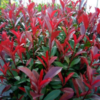 Photinia fraseri Carre Rouge - Fotinija Carre Rouge