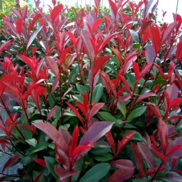 Photinia fraseri Carre Rouge - Fotinija Carre Rouge