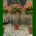 Lantana camara Feston Rose - Lantana Feston Rose