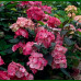 Hydrangea serrata Preziosa - Hortenzija Preziosa