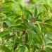 Prunus lusitanica Angustifolia - Portugalska lovor višnja