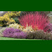 Cornus alba Nightfall - Dren Nightfall