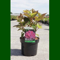 Hydrangea serrata Preziosa - Hortenzija Preziosa