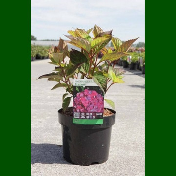 Hydrangea serrata Preziosa - Hortenzija Preziosa
