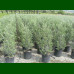 Olea europaea Cipressino - Maslina drvo Cipressino
