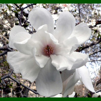 Magnolia  loebneri Merill - Magnolija Merill