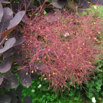 Cotinus coggygria Purpurea - Purpurni ruj