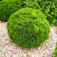 Thuja occidentalis Danica - Loptasta tuja Danica 