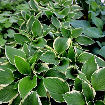 Hosta fortunei Francee