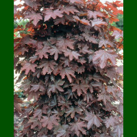 Acer platanoides Crimson Sentry - Crvenolisni javor Crimson Sentry