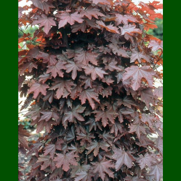 Acer platanoides Crimson Sentry - Crvenolisni javor Crimson Sentry